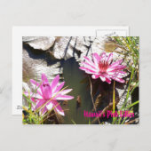 Hawaï's roze Lillies Briefkaart (Voorkant / Achterkant)