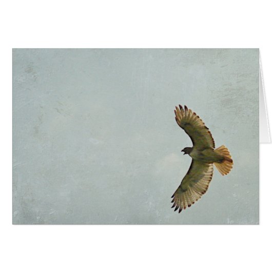 Hawk (Voorkant Horizontaal)