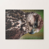 Hawk Bird of Prey Legpuzzel (Horizontaal)