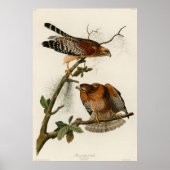 Hawk, Bord 56 - Audubon Poster (Voorkant)