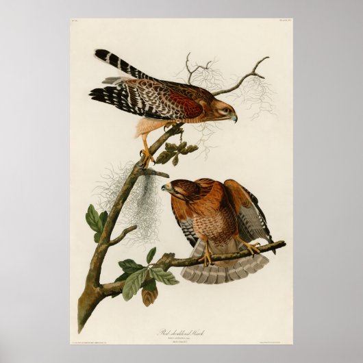 Hawk, Bord 56 - Audubon Poster (Voorkant)