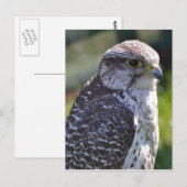 Hawk Briefkaart (Voorkant / Achterkant)