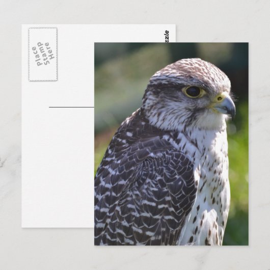 Hawk Briefkaart (Voorkant / Achterkant)