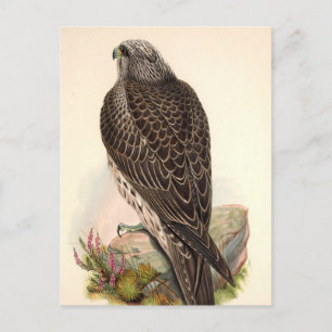 Hawk Briefkaart