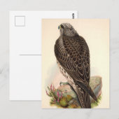 Hawk Briefkaart (Voorkant / Achterkant)