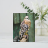 Hawk Briefkaart (Staand voorkant)