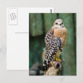 Hawk Briefkaart (Voorkant / Achterkant)