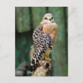 Hawk Briefkaart (Voorkant)