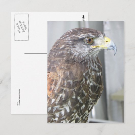 Hawk Briefkaart (Voorkant / Achterkant)
