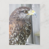 Hawk Briefkaart (Voorkant)