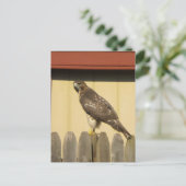 Hawk briefkaart (Staand voorkant)