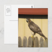 Hawk briefkaart (Voorkant / Achterkant)