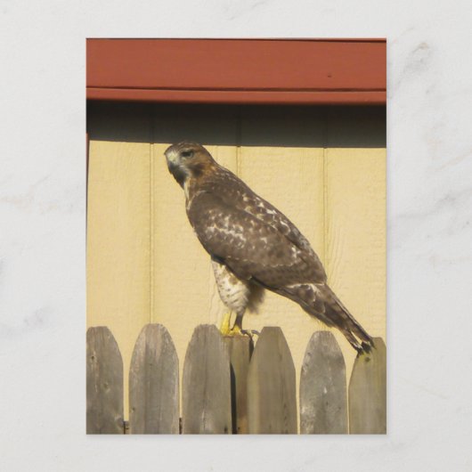 Hawk briefkaart (Voorkant)