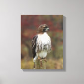 Hawk Canvas Afdruk (Voorkant)