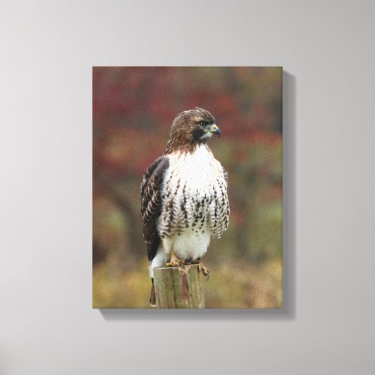 Hawk Canvas Afdruk (Voorkant)