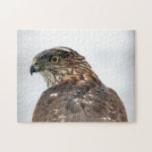 Hawk close-up foto legpuzzel (Horizontaal)