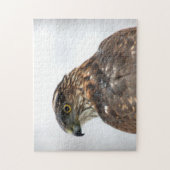Hawk close-up foto legpuzzel (Verticaal)