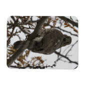 Hawk die naar achteren kijkt Magnet Magneet (Horizontaal)