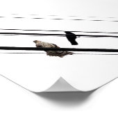 Hawk en Crow op Powerlines Poster (Hoek)