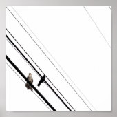 Hawk en Crow op Powerlines Poster (Voorkant)