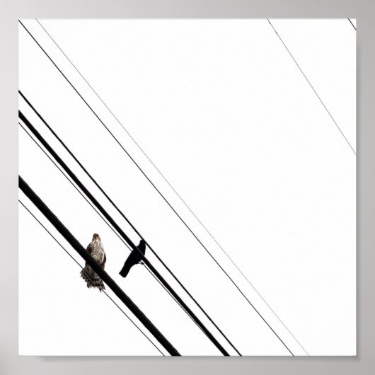 Hawk en Crow op Powerlines Poster (Voorkant)