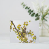 Hawk en harten briefkaart (Staand voorkant)