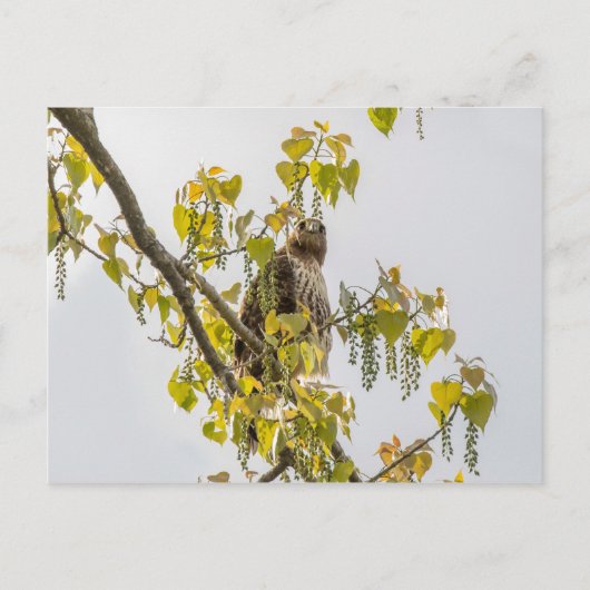 Hawk en harten briefkaart (Voorkant)