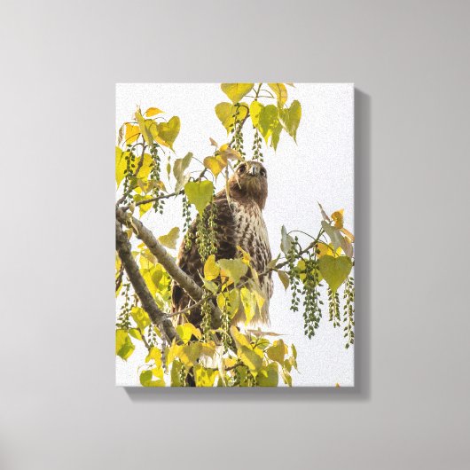 Hawk en harten canvas afdruk (Voorkant)