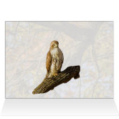 Hawk en Herfst Foliage (Binnen Horizontaal (Boven))