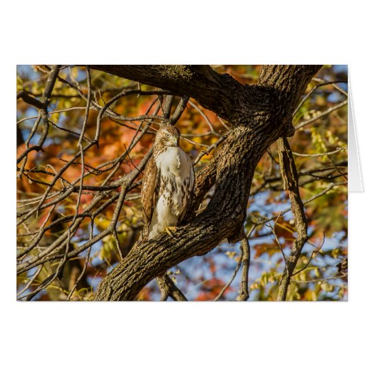 Hawk en Herfst Foliage (Voorkant Horizontaal)