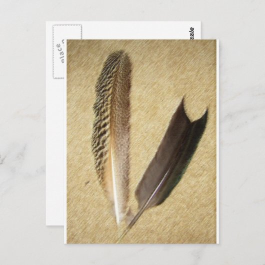 Hawk Feathers Briefkaart (Voorkant / Achterkant)
