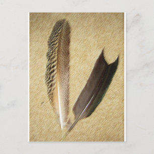 Hawk Feathers Briefkaart