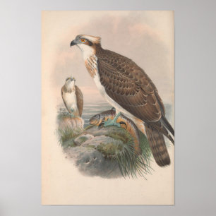  Hawk Fish Bird Poster