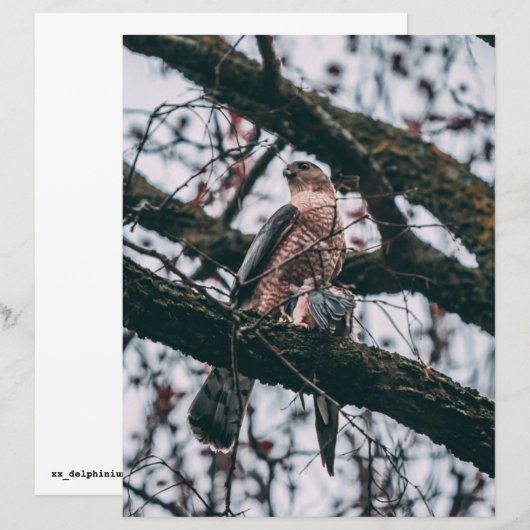 Hawk-fotoprint (Voorkant / Achterkant)