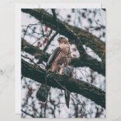 Hawk-fotoprint (Voorkant)