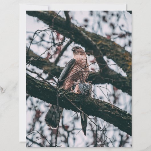 Hawk-fotoprint (Voorkant)