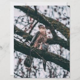 Hawk-fotoprint