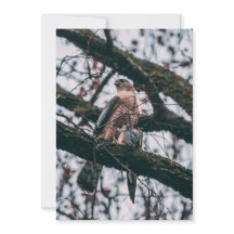 Hawk-fotoprint