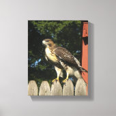 Hawk gewikkeld canvas print (Voorkant)
