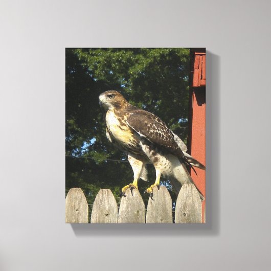 Hawk gewikkeld canvas print (Voorkant)