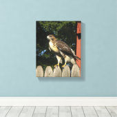 Hawk gewikkeld canvas print (Insitu (Houten vloer))