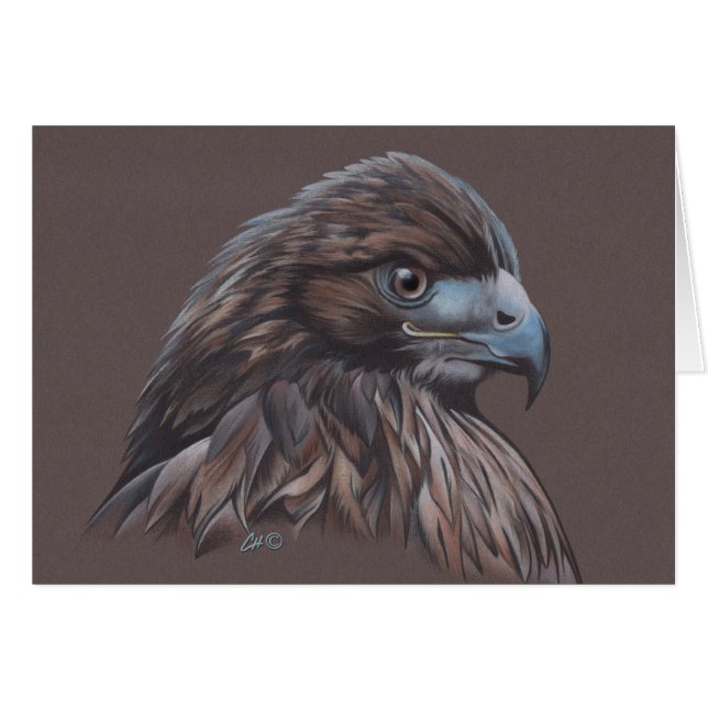 Hawk in gekleurd potlood (Voorkant Horizontaal)