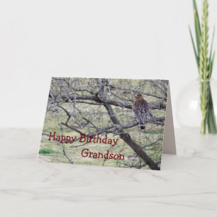 Hawk in tree - elke gelegenheid aanpassen kaart