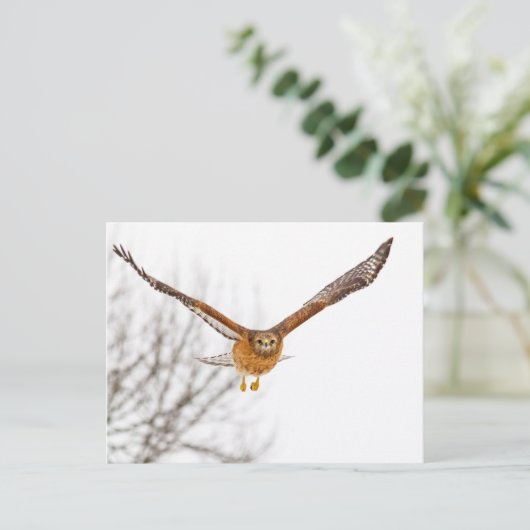 Hawk in vlucht briefkaart (Staand voorkant)