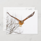 Hawk in vlucht briefkaart (Voorkant / Achterkant)