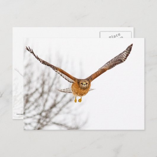 Hawk in vlucht briefkaart (Voorkant / Achterkant)