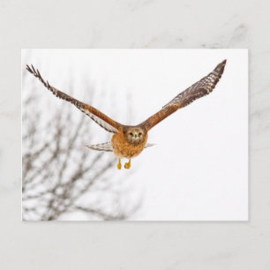 Hawk in vlucht briefkaart
