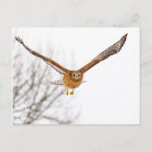 Hawk in vlucht briefkaart (Voorkant)