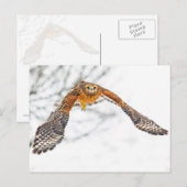 Hawk in vlucht briefkaart (Voorkant / Achterkant)