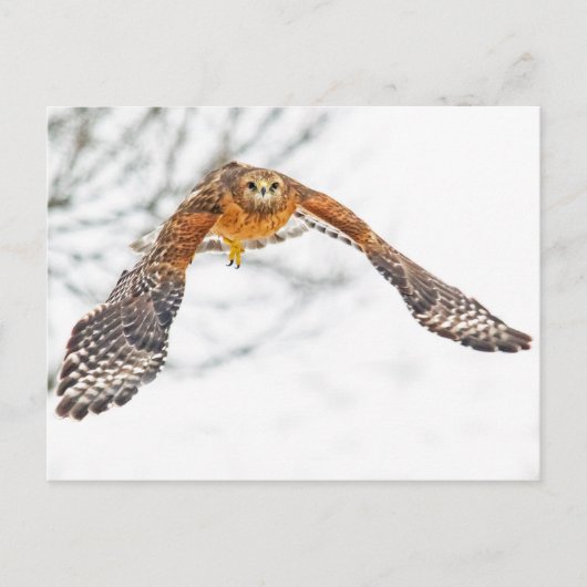 Hawk in vlucht briefkaart (Voorkant)